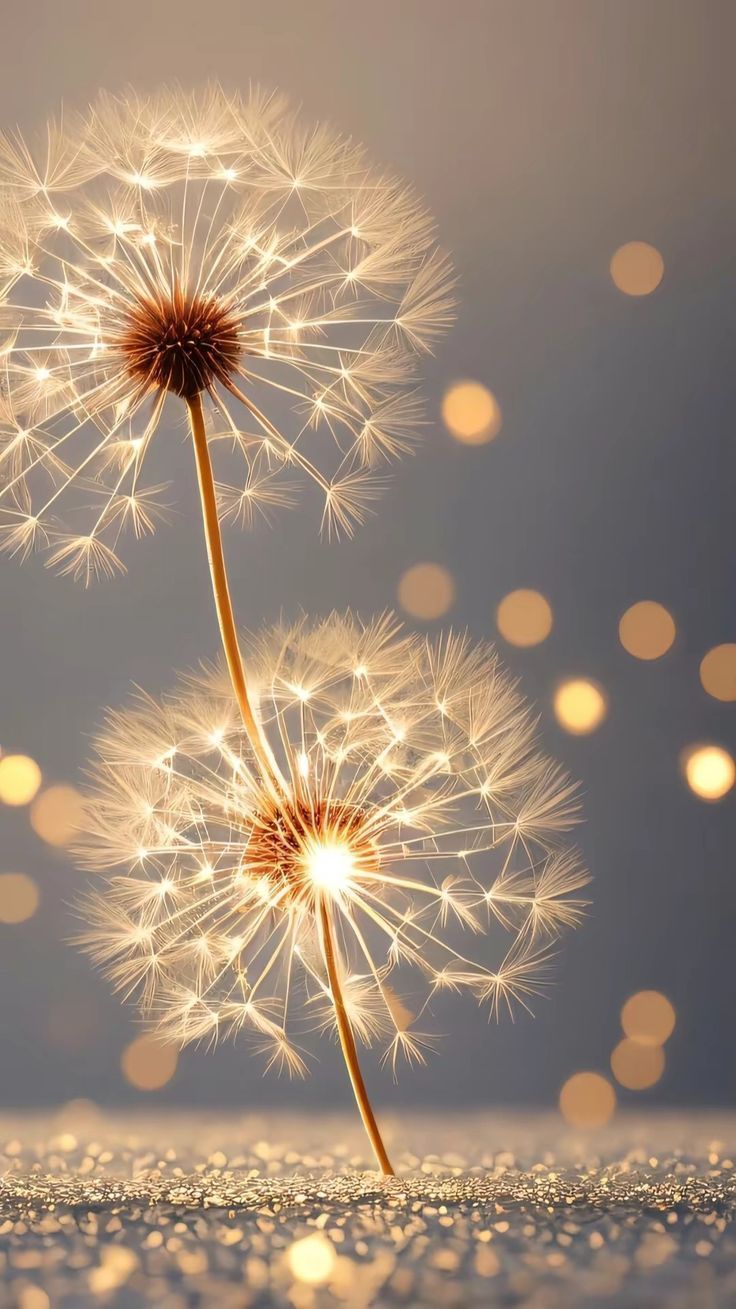 Fernbehandlungen und Traumata lösen