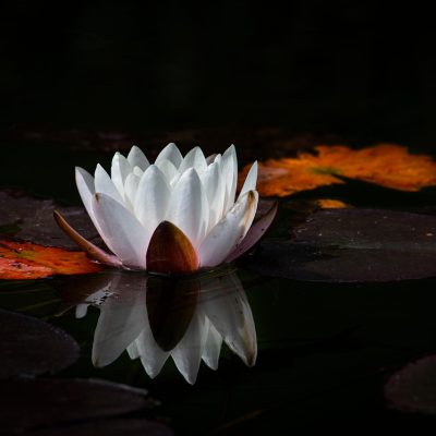 flower-8173078_1280